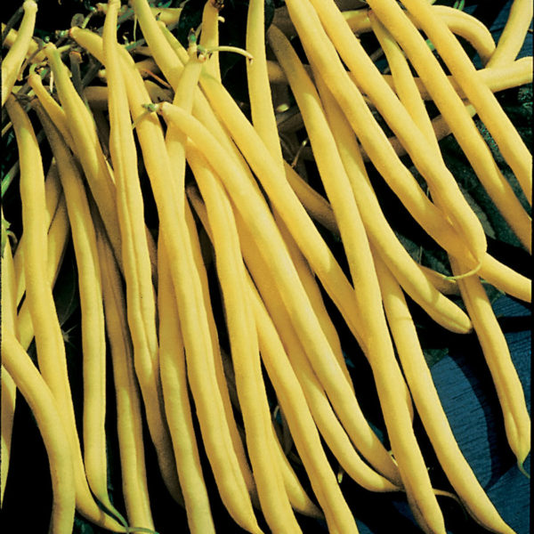 Bush Beans - Yellow