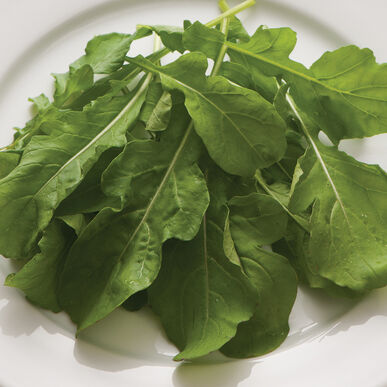 Arugula Roquette