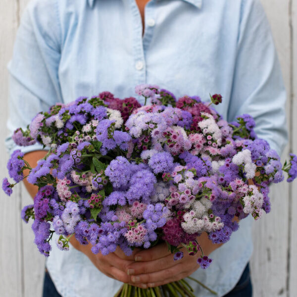 Ageratum - Timeless Mix